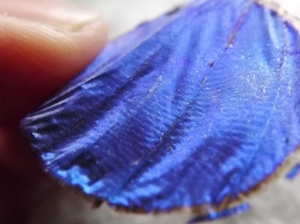 butterfly wing for jewellery making